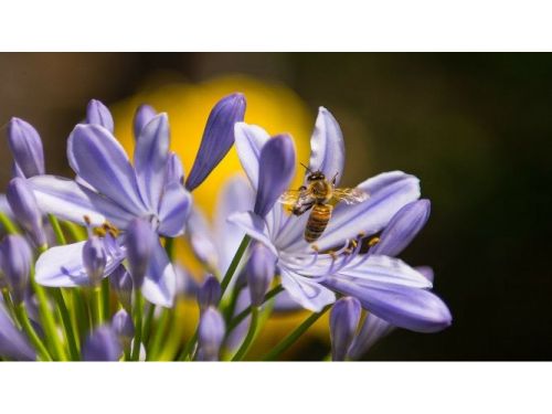Participez &agrave; la sauvegarde des abeilles.