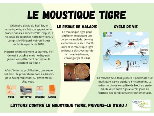Moustique Tigre