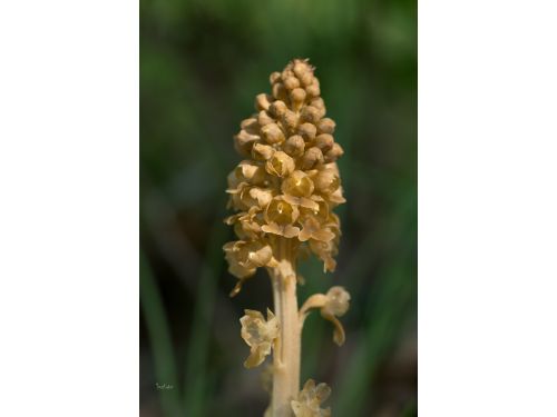 Site orchid&eacute;es sauvages