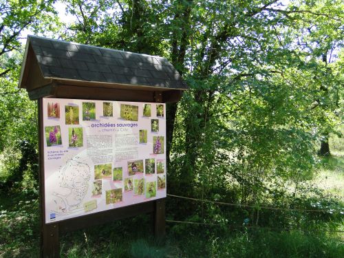 Site orchid&eacute;es sauvages