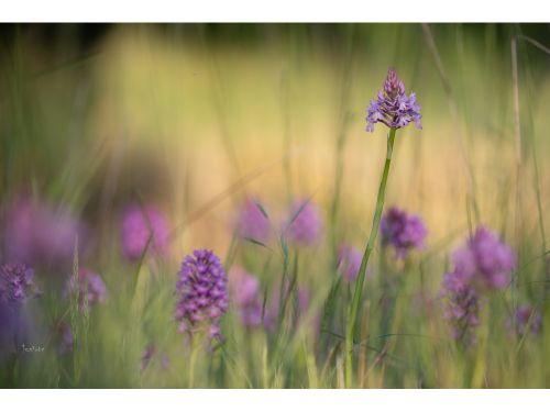 Site orchid&eacute;es sauvages